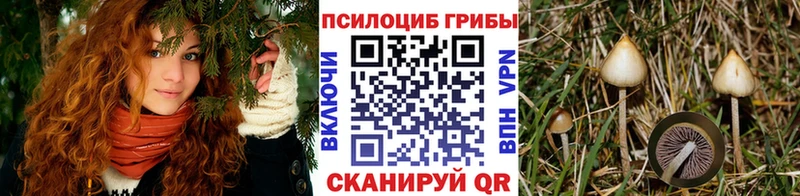 KRAKEN зеркало Менделеевск Галлюциногенные грибы Magic Shrooms купить